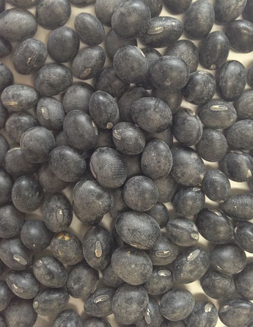 Black Soybean 1kg