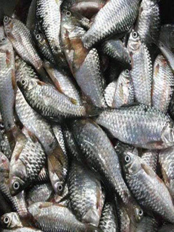 Puti Fish 300g (bd)