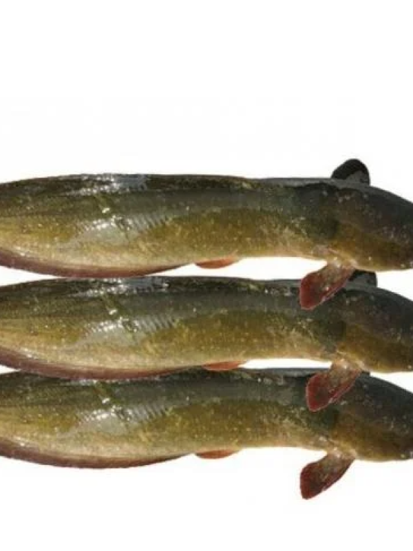 Magur Fish